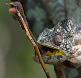 Anja Chameleon Oustalets Eating