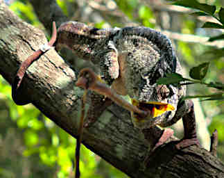 Anja Chameleon Oustalets Eating