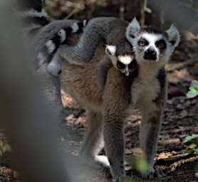 Anja Lemur Ring Tailed