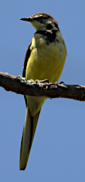 Anja Bird MGWagtail