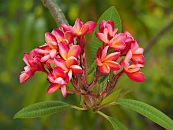 Antsirabe Flower Plumeria
