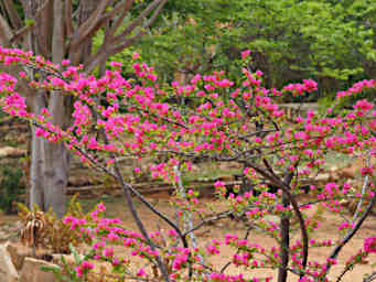 Antsirabe Flowering Tree Xxx Pink