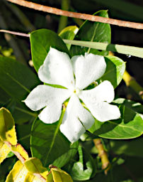 Antsirabe Flower Xxx White