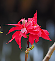 Antsirabe Flower Xxx Red