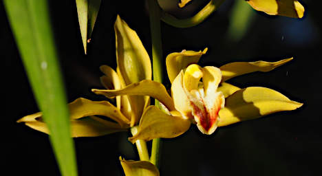 Antsirabe Flower Xxx Yellow