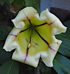 Antsirabe Flower Xxx Yellow