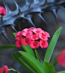 Antsirabe Flower Xxx Red with Thorns