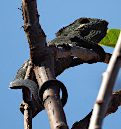 Antsirabe Chameleon Xxx