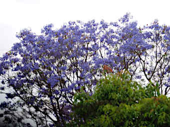 Antsirabe Flowering Tree Jacaranda