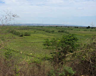 Antsirabe Rice Paddies