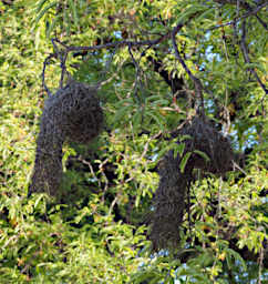 Beza-Mahafaly Bird Weaver Nest PB101735