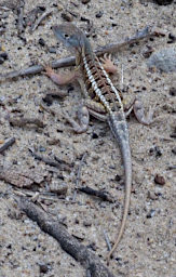 Beza-Mahafaly Lizard Xxx