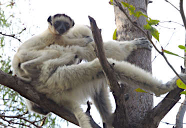 Beza-Mahafaly Lemur Verreauxs Sifaka