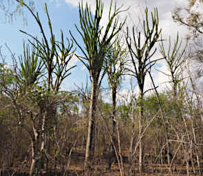 Beza-Mahafaly Trees