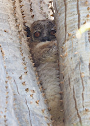 Beza-Mahafaly Lemur Petters Sportive