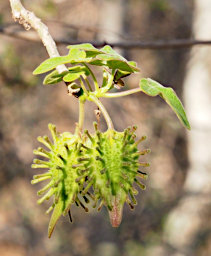 Beza-Mahafaly Plant Seed Xxx