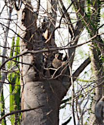 Beza-Mahafaly Lemur Petters Sportive