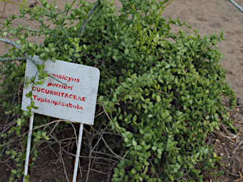 Beza-Mahafaly Plant Xerosicyos Perrieri
