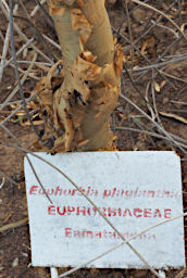 Beza-Mahafaly Tree Euphorbia Plagiantha