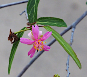 Beza-Mahafaly Tree Xxx Flower