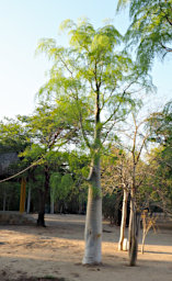 Beza-Mahafaly Tree Xxx