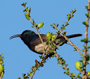 Beza-Mahafaly Bird Souimanga Sunbird