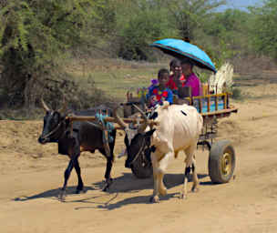 Beza-Mahafaly Zebu Cart