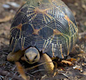 Beza-Mahafaly Radiated Tortise