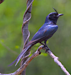 Beza-Mahafaly Bird Crested Drongo