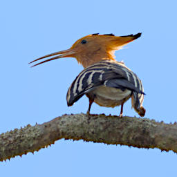 Beza-Mahafaly Bird MGHoopoe