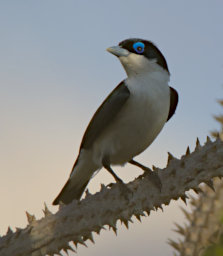 Beza-Mahafaly Bird Chabert Vanga