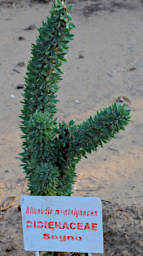 Beza-Mahafaly Plant Alluaudia Montagnacii