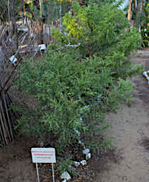 Beza-Mahafaly Plant Euphorbia Stenoclada