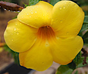 Isalo Flower Xxx Yellow PB051212