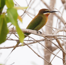 Isalo Bird Olive Bee Eater PB051222