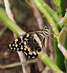 Isalo Butterfly Xxx PB051225