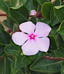 Isalo Flower Xxx Pink PB051229