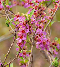 Isalo Blossom Xxx Pink PB051245