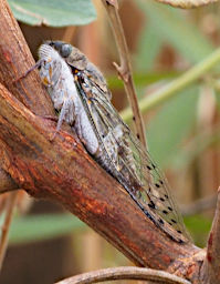 Isalo Bug Xparent Wing Cicada PB051246