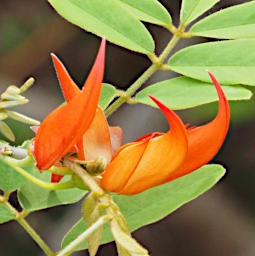 Isalo Blossom Witches Claw PB051248