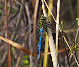 Isalo Dragonfly Xxx Blue Green PB051251