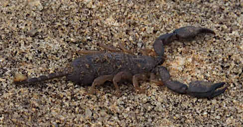 Isalo Bug Scorpion PB051253