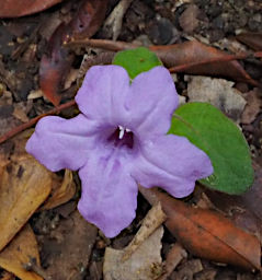 Isalo Flower Xxx Lavender PB051260