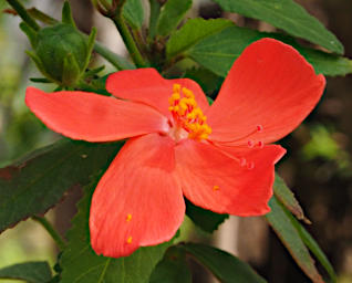 Isalo Flower Xxx Red PB051269