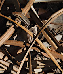 Isalo Lizard Elegant Skink PB051272