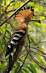 Isalo Bird MGHoopoe PB051288