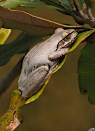 Isalo Frog Eastern Bright Eyed PB061316