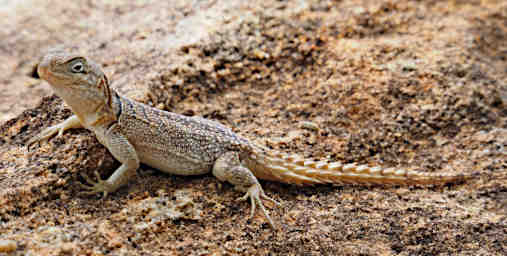 Isalo Lizard Spiny Tailed Iguana PB061344