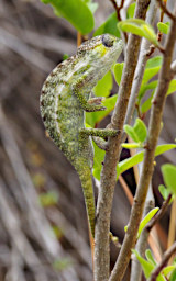 Isalo Chameleon Jewel PB061349