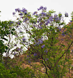Isalo Tree Blossom Jacaranda PB061350